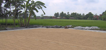 Fian - West Bengal, India - Right to Food a basic human right